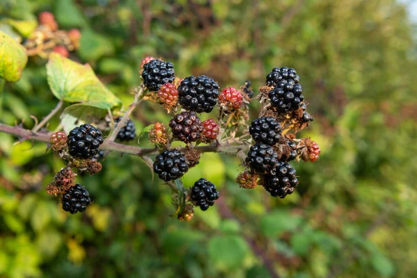 Close Bunch Blackberries — Stock Photo, Image
