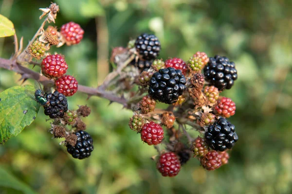 Close Bunch Blackberries — Stock Photo, Image