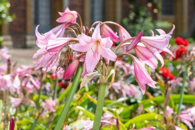 Crinum moorei çiçekleri çiçek açtı