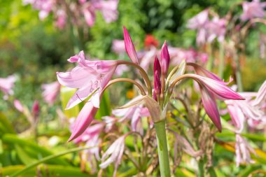 Crinum moorei çiçekleri çiçek açtı