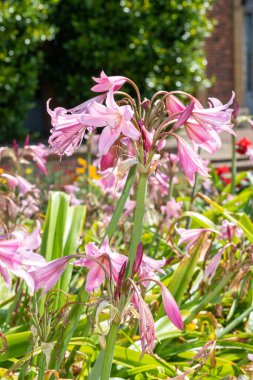 Crinum moorei çiçekleri çiçek açtı