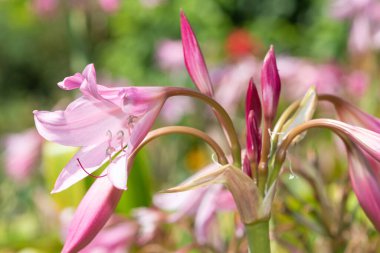 Crinum moorei çiçekleri çiçek açtı