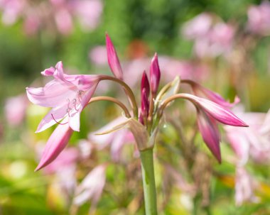 Crinum moorei çiçekleri çiçek açtı