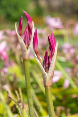 Crinum moorei çiçeğinin tomurcuklarını kapat