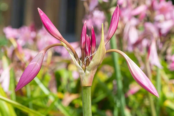 Közelről Rügyek Egy Crinum Moorei Virág — Stock Fotó