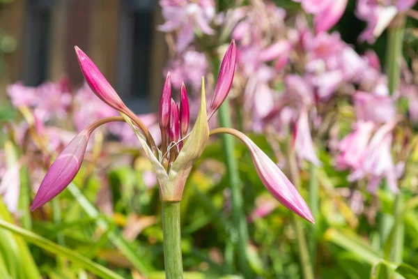 Közelről Rügyek Egy Crinum Moorei Virág — Stock Fotó