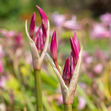 Crinum moorei çiçeğinin tomurcuklarını kapat