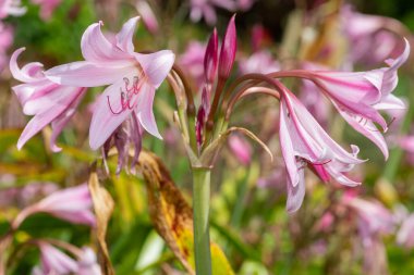Crinum moorei çiçekleri çiçek açtı
