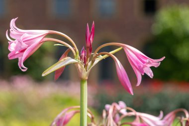 Crinum moorei çiçekleri çiçek açtı