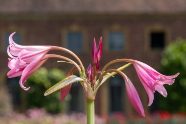 Crinum moorei çiçekleri çiçek açtı