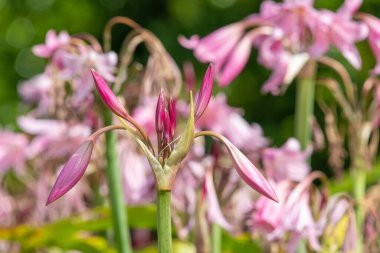 Crinum moorei çiçekleri çiçek açtı