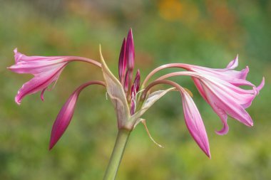 Crinum moorei çiçekleri çiçek açtı
