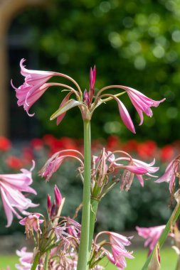 Crinum moorei çiçekleri çiçek açtı
