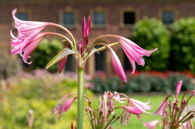 Crinum moorei çiçekleri çiçek açtı