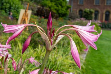 Crinum moorei çiçekleri çiçek açtı