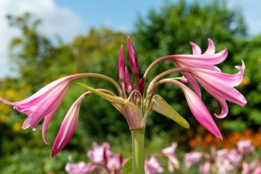 Crinum moorei çiçekleri çiçek açtı