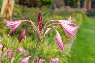 Crinum moorei çiçekleri çiçek açtı