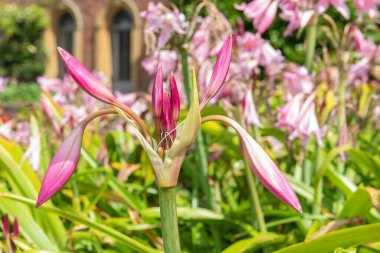 Crinum moorei çiçekleri çiçek açtı