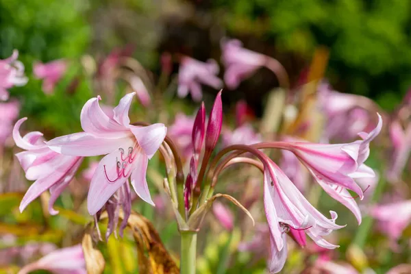 Цветы Crinum Moorei Цветении — стоковое фото