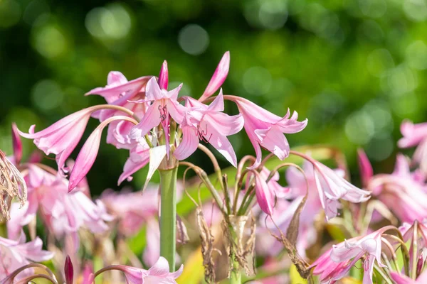 Květy Crinum Moorei Květu — Stock fotografie
