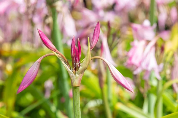 Květy Crinum Moorei Květu — Stock fotografie