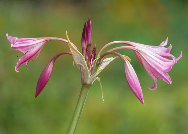 Crinum Moorei Flores Flor —  Fotos de Stock