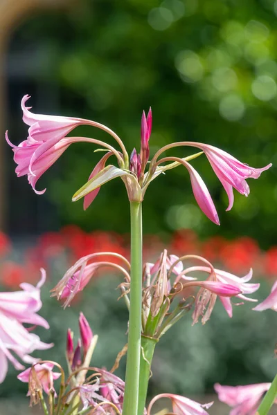 Цветы Crinum Moorei Цветении — стоковое фото