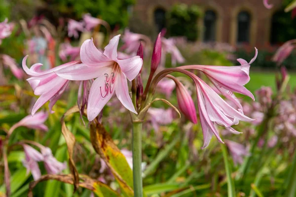 Crinum Moorei Virágok Virágzik — Stock Fotó