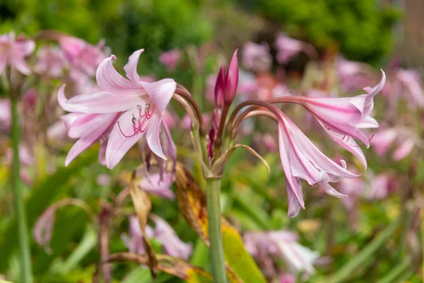 Ανθισμένα Άνθη Crinum Moorei — Φωτογραφία Αρχείου