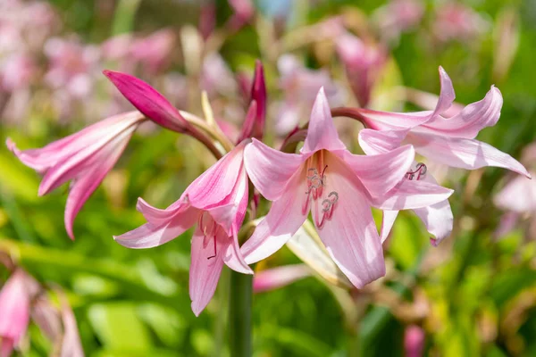 Цветы Crinum Moorei Цветении — стоковое фото