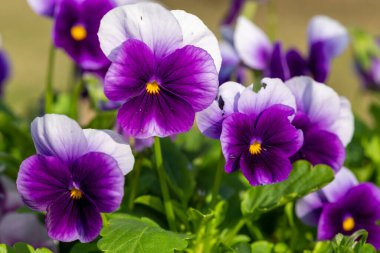 Çiçek açmış mor hanım evlatlarına yaklaş