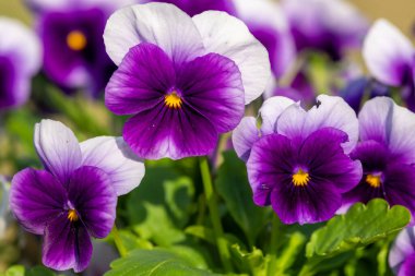 Çiçek açmış mor hanım evlatlarına yaklaş