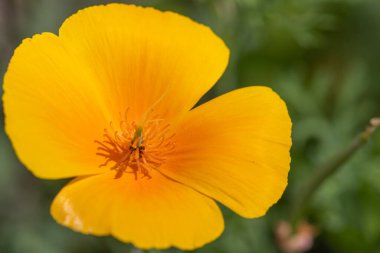 Açan bir Kaliforniya gelinciğine (eschscholzia calizina) yakın çekim