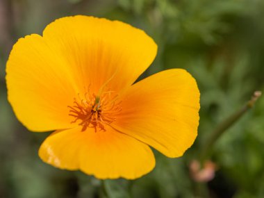 Açan bir Kaliforniya gelinciğine (eschscholzia calizina) yakın çekim