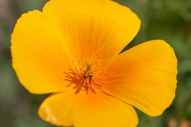 Açan bir Kaliforniya gelinciğine (eschscholzia calizina) yakın çekim
