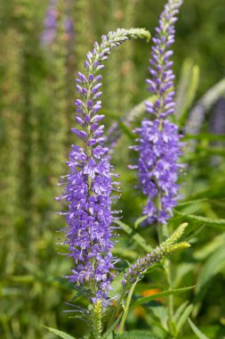 Çiçek açan bahçe hız limitine (Veronica longifolia) yakın plan