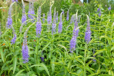 Çiçek açan bahçe hız limitine (Veronica longifolia) yakın plan