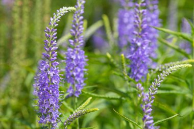 Çiçek açan bahçe hız limitine (Veronica longifolia) yakın plan