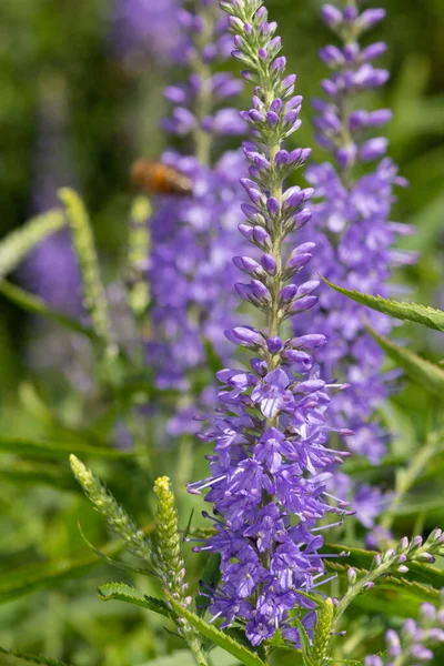 Zblízka Zahradě Speedwell Veronica Longifolia Květiny Květu — Stock fotografie