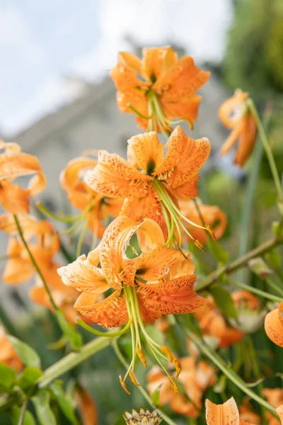 Virágzó Tigrisliliom Lilium Henryi Virágok — Stock Fotó