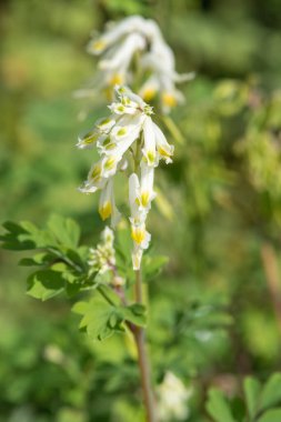 Soluk Corydalis 'in (psödofumaria alba) çiçekleri çiçek açmış.