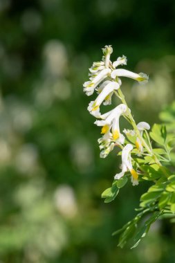 Soluk Corydalis 'in (psödofumaria alba) çiçekleri çiçek açmış.