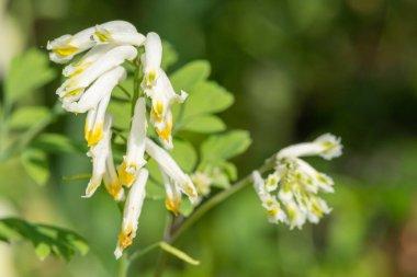 Soluk Corydalis 'in (psödofumaria alba) çiçekleri çiçek açmış.