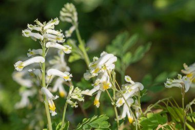 Soluk Corydalis 'in (psödofumaria alba) çiçekleri çiçek açmış.