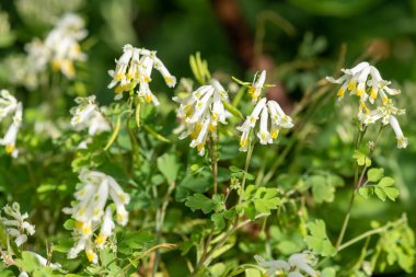 Soluk Corydalis 'in (psödofumaria alba) çiçekleri çiçek açmış.