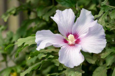 Çiçek açmış bir gül olan Sharon hibiscus 'un (hibiscus syriacus) yakınında.