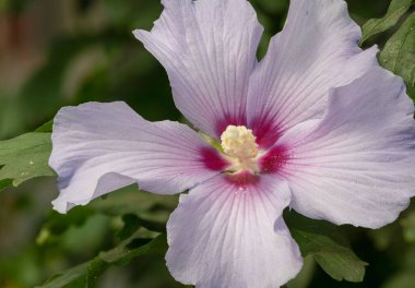 Çiçek açmış bir gül olan Sharon hibiscus 'un (hibiscus syriacus) yakınında.