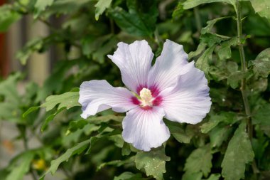 Çiçek açmış bir gül olan Sharon hibiscus 'un (hibiscus syriacus) yakınında.