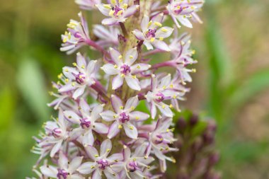 Çiçek açan ananas zambaklarına (eucomis comosa) yakın plan