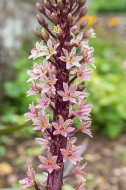 Çiçek açan ananas zambaklarına (eucomis comosa) yakın plan